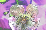 Blackberry flower up close and solarized