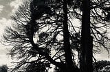 Black and white photo of a magnificent, old pine tree.