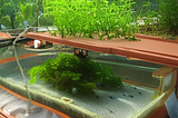 What is Aquaponics?