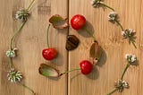 Picking cherries