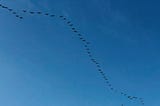 birds optimizing flight with V formation