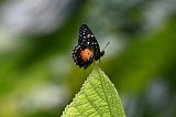 Black and orange butterfly with white spots on green leaf.