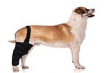 Where to Buy the Best Knee Braces for Dogs?
