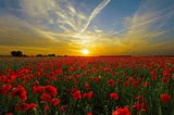 Poppies in Flanders fields with the sun setting in the background