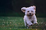 Dog Breed Classifier
