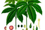 Goldenseal — Hydrastis canadensis L.