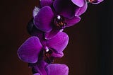 Orchid