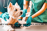 When You Should Seek Emergency Vet Care for Your Pet