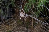 A gigantic spider found in author’s backyard