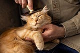 Ultimate Cat Grooming Essentials Guide: Top Tools & Techniques