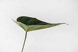 Sarah Dorweiler — green leaf