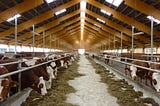 Use of Machine Learning in Dairy farming