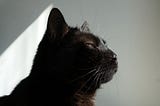 9 things my cat taught me