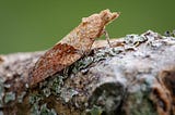 Identification of Light Brown Apple Moth (epiphyas postvittana) & the Interesting Fact