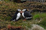 Puffins and a Doomed Romance