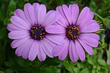 photo of two purple flowers with overlapping, intertwined petals.