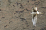 Silent Confrontations in Klamath Basin