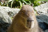 Upgrade Your JS Debugging In Capybara w/ Browser Extensions