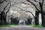 花潮櫻雪，韓國綻放﹗