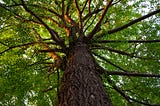 Death Under a Gingko