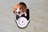 Keeping your Beagles healthy and fit