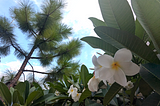 Perfume of Frangipani, Christmas Trees on the National Mall