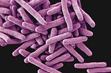 Predicting Drug Resistance in Mycobacterium Tuberculosis Using a Convolutional Network — Paper…
