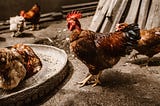 The Superposition of Chickens: How Tissue Engineering Could Impact Your Pantry