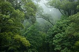 I took psilocybin alone in a rainforest this past weekend…