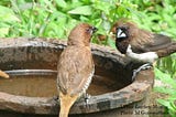 Scaly Breasted Munia (Wee Kurulla)