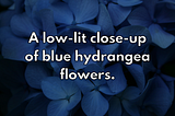 A low-lit close-up of blue hydrangea flowers. This same alt text is overlaid in white on top of the image.