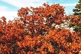 Take a deep breath, close your eyes, and for just a moment picture a tree.