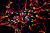 How an old drug is coaxing new life into damaged brains
