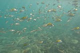 Snorkelling the Sea of Cortez