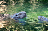 Blue Spring State Park — FLORIDA