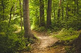 Understand Addiction by Taking a Walk in the Woods