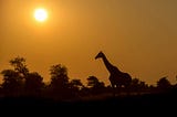 Steps to book Your Tanzania Safari