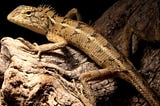 Newly Discovered Reptile Species: Calotes wangi