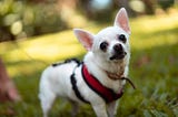 Pet Preparedness: Building an Emergency Kit