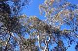 Branches Sway