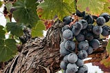 The Fruit Doesn’t Belong to the Branch | #MyFridayStory №441