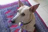 Anxious-looking sandy color desert dog sitting on red Persian carpet looking up at camera