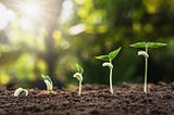 My First Basil Plant: Journey of An Early Stage Start-Up