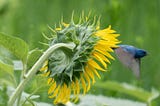 A blurry bird flies away from the sunflower