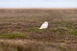 A Snowy Owl Whooo Flew to LA