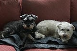 A miniature schnauzer and a white terrier lying side by side on a red sofa.