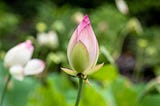 There is pain when buds burst