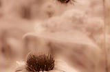 He Waits for You to Blossom