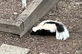 A skunk is searching for food in a backyard.