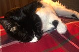 A short haired black and white cat is lying on a red tartan bedspread. She has her arms and legs stretched out, relaxing and being herself as a cat.